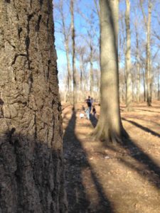 trees at the park