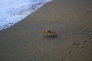 happy crab