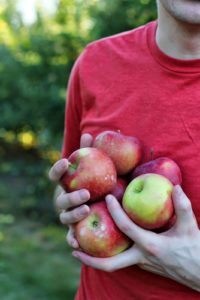 holding a lot of apples