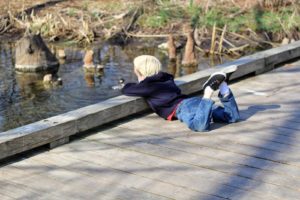 watching ducks