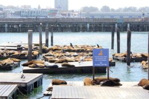 so many sea lions