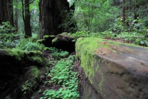 moss on a fallen tree