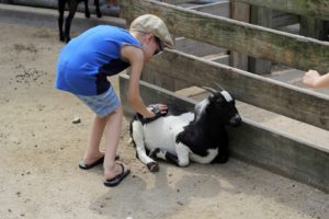 boy brushing goat