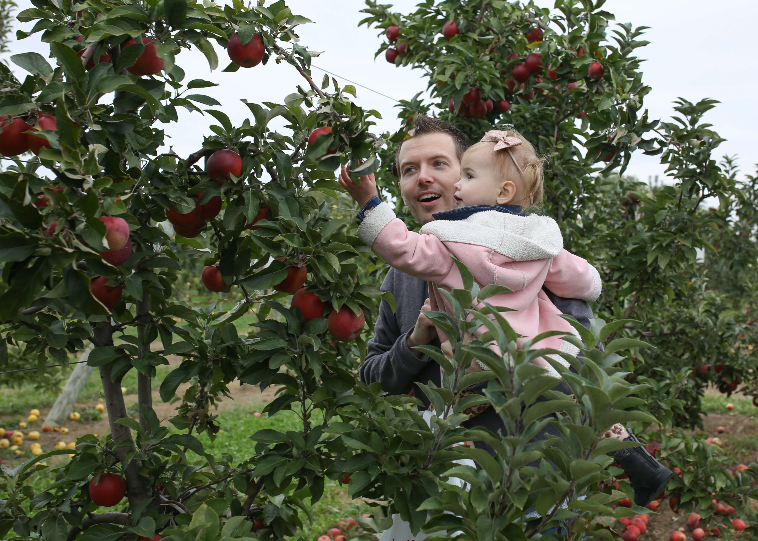 apple picking eckerts037 Raising Roberts